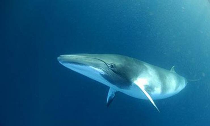 Balenottera Finback