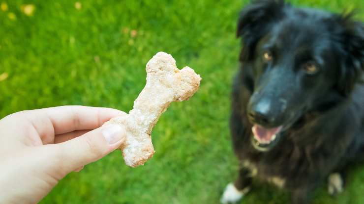 biscotti al formaggio per cani