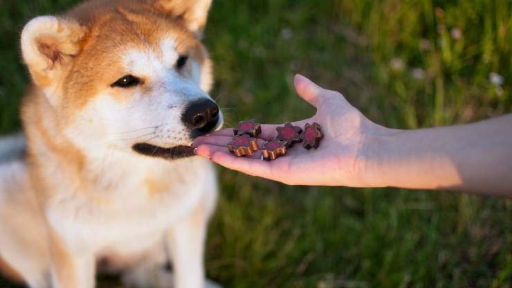 biscotti alla carruba per cani