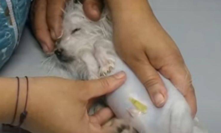 cagnolino in pessime condizioni di salute (Foto video)