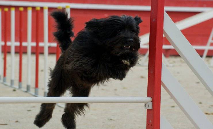 cane da pastore catalano 