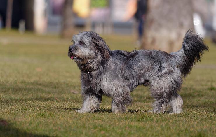 cane da pastore catalano