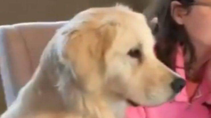 Il cane concentrato (Foto video)