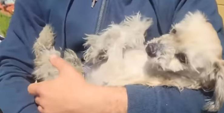 Picchia il cane in strada: gruppo di persone si scaglia contro di lui (Screen Video)