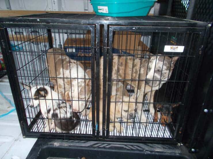32 animali trovati in un furgone rubato fermato dalla polizia (Foto Facebook)
