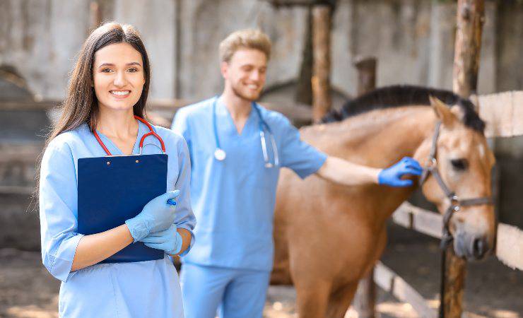 veterinario e cavallo