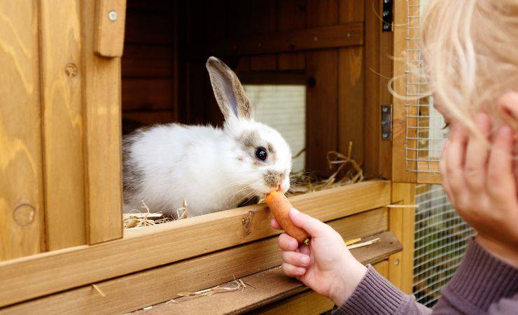 el conejo come la zanahoria