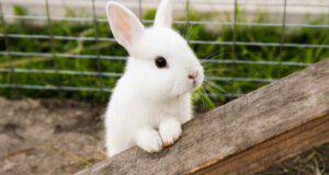coniglio può mangiare rucola