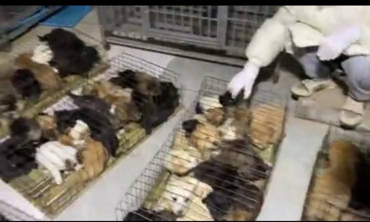 300 cani salvati da un camion destinato al mercato della carne (Screen Video)