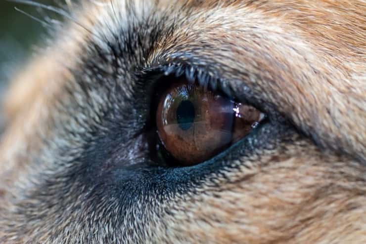 Spara al cane del vicino in testa davanti alla bambina di 10 anni (Foto Pixabay)