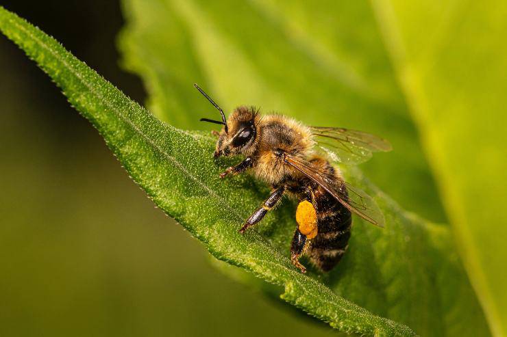 Cómo mantener alejadas a las abejas y avispas