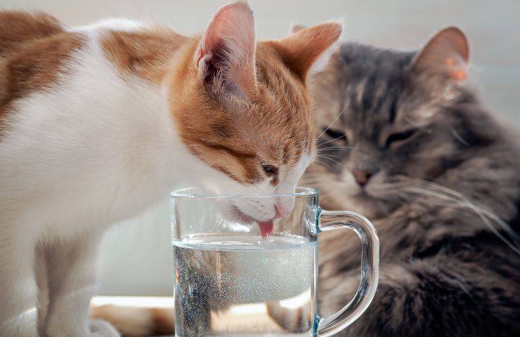 gatto beve dal bicchiere
