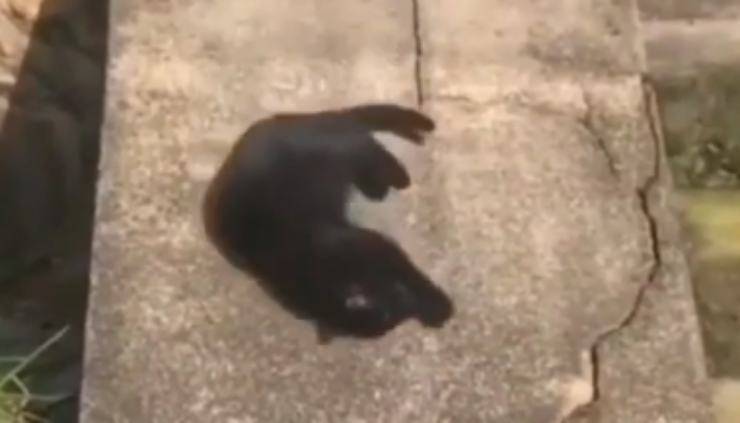 Il gatto che scivola sul tronco (Foto video)