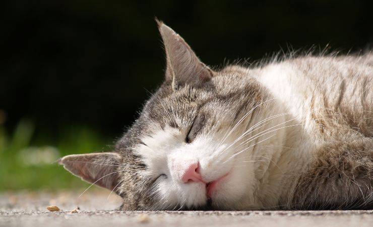 Intoxicación por fertilizantes en gatos: síntomas y tratamiento