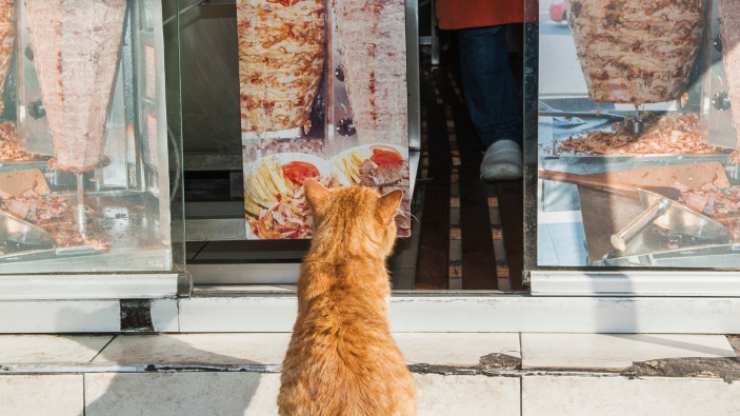 gatto può mangiare kebab