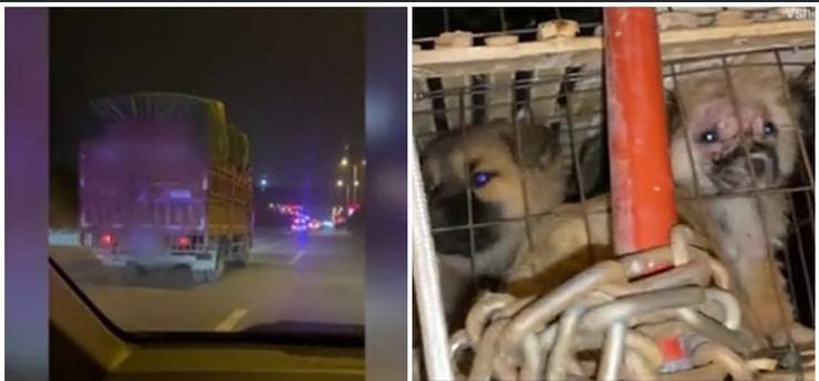 300 cani salvati da un camion destinato al mercato della carne (Screen Video)