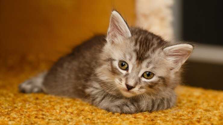 Karelian Bobtail