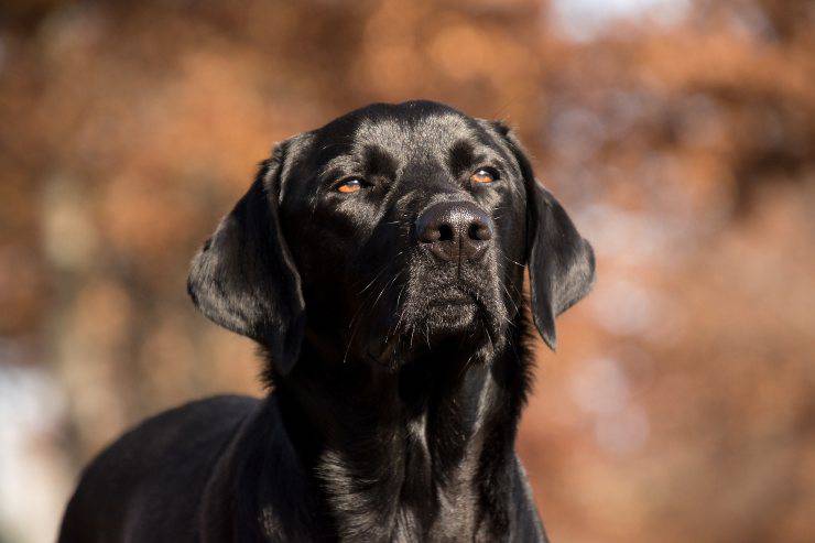 Fido guarda l'orizzonte