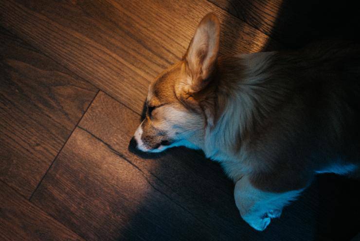 Il cane dorme con le orecchie dritte