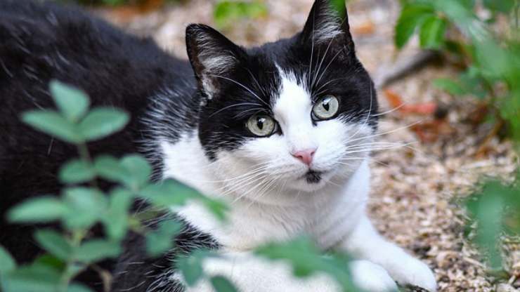 leggenda celtica del gatto bianco e nero