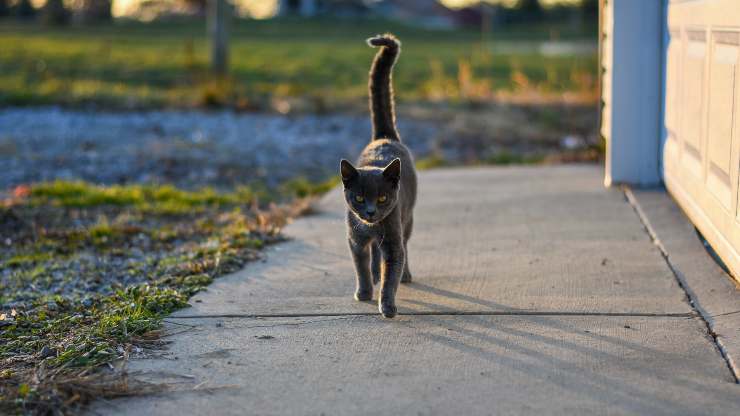 perché il gatto muove la coda