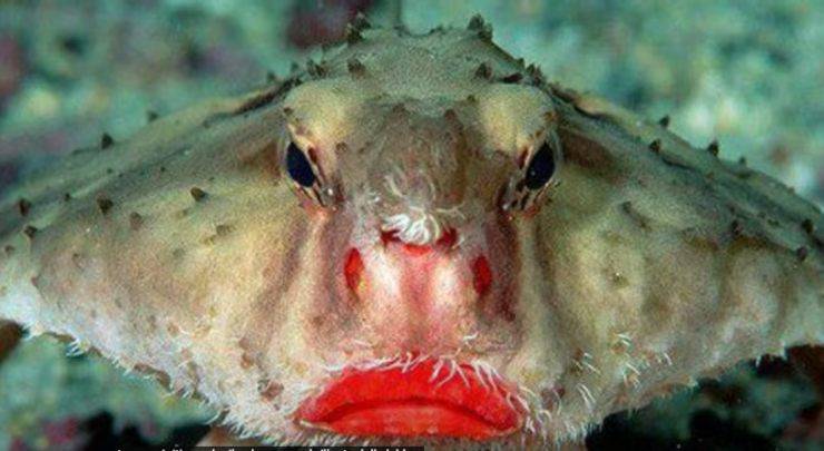 pesce pipistrello dalle labbra rosse