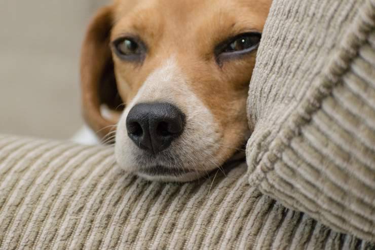 Cosa fa fido mentre il suo padrone è fuori