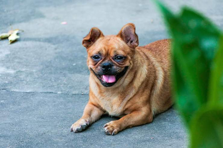 Fido e la displasia all'anca