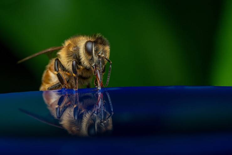 Mantenga las abejas y las avispas lejos de la casa