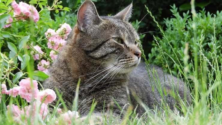 Processionaria gatto