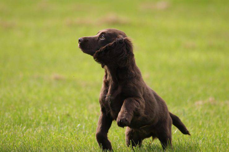 Cagnolino all'aperto