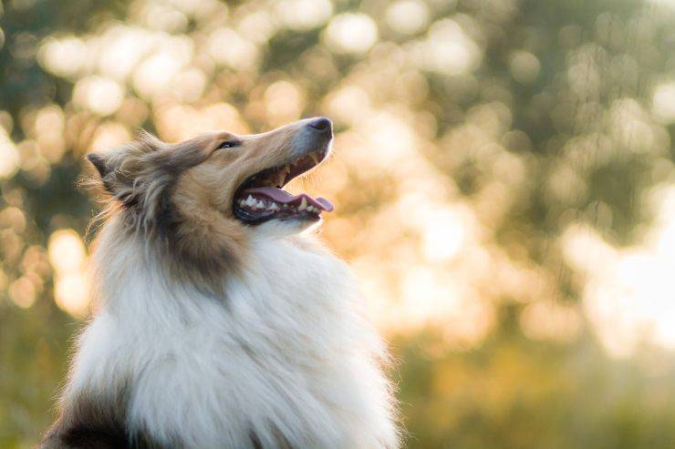 Il cane libero nella natura