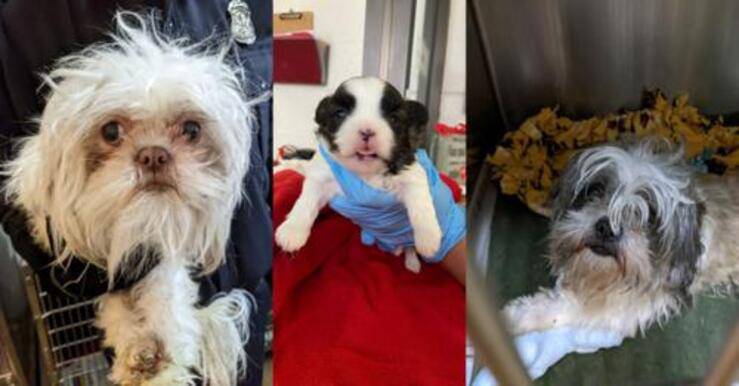 11 cuccioli maltrattati e abbandonati tra gli escrementi in una casa (Foto Facebook) 