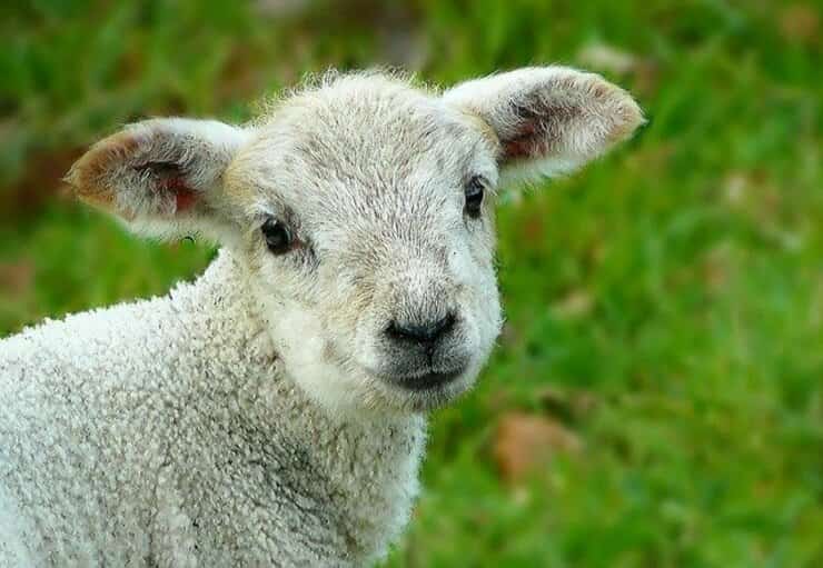 Pasqua 2022 crolla la vendita di carne di agnello