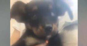 Cucciola appena trovata sviene dalla fame (Screen video Youtube Animal Shelter)
