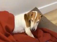 Cucciola non riesce a dormire ( Screen video Youtube Animal Shelter)