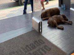 Cuccioli all'interno del negozio (Screen Facebook Keyht González)