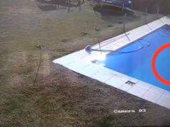 Cucciolo caduto in piscina (Screen video Tik Tok pazcingolani)