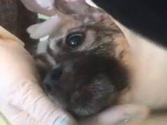 Cucciolo trovato in strada con una grave ferita al collo (Screen video Youtube Animal Shelter)