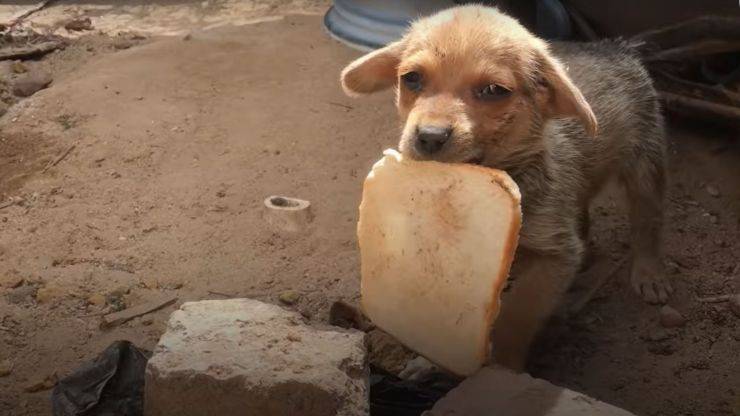 cucciolo cane pane soccorritori