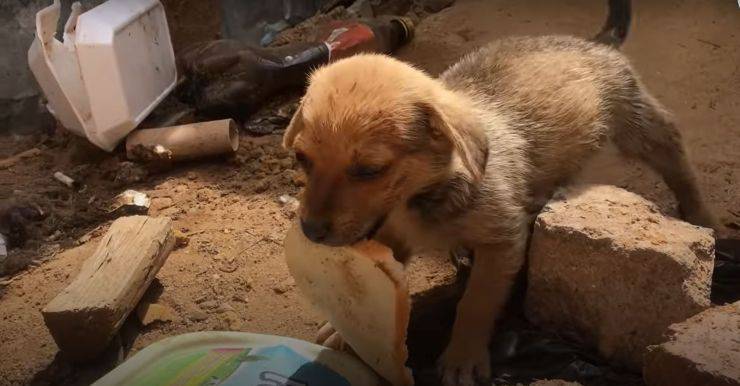 cagnolino offre pezzo pane