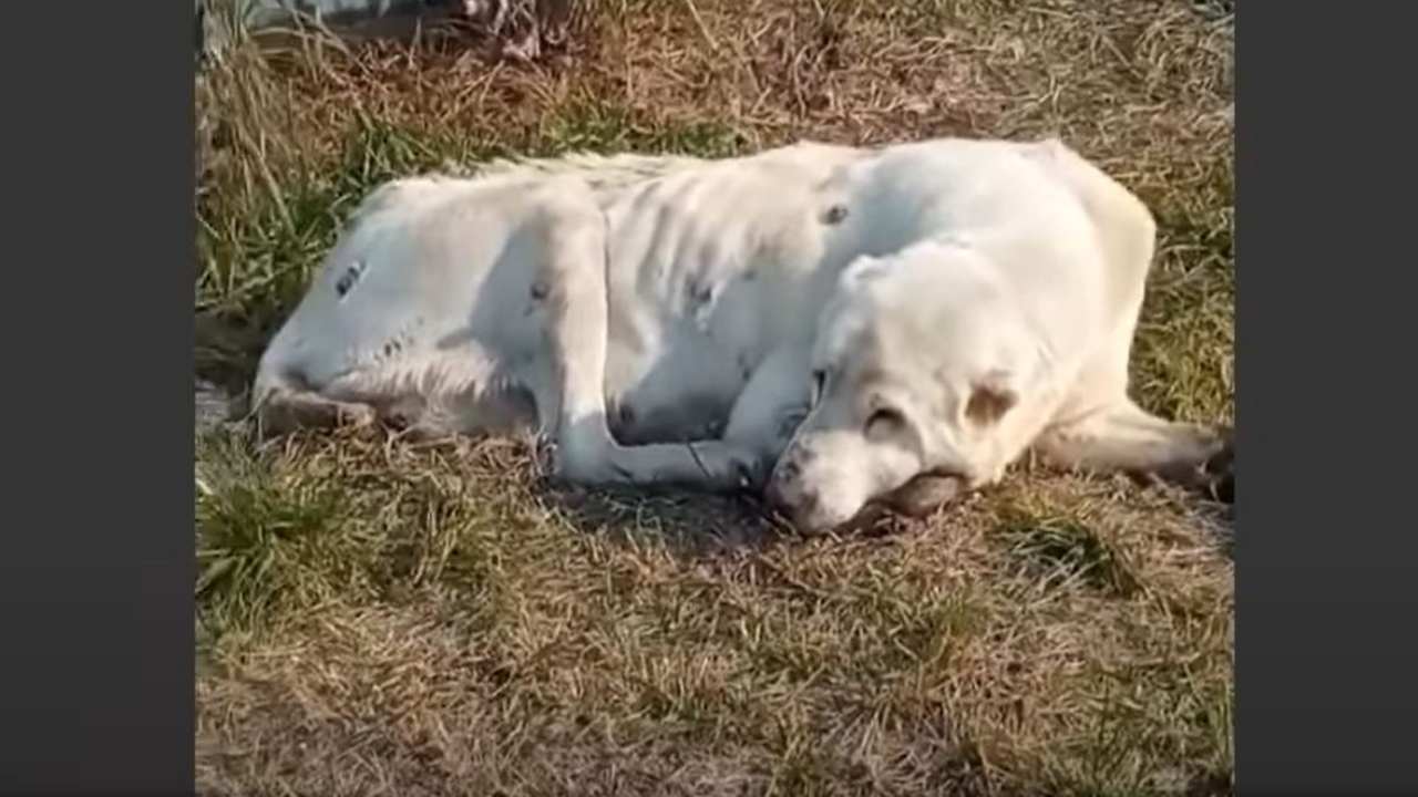 Cane attende per due anni il