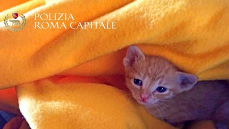il gattino ritrovato (Foto facebook)