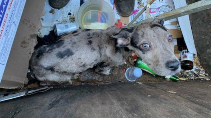 cuccioli cane gettati spazzatura