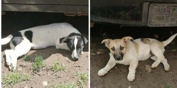 L'associazione benefica viene derubata lasciando così i cuccioli senza cibo