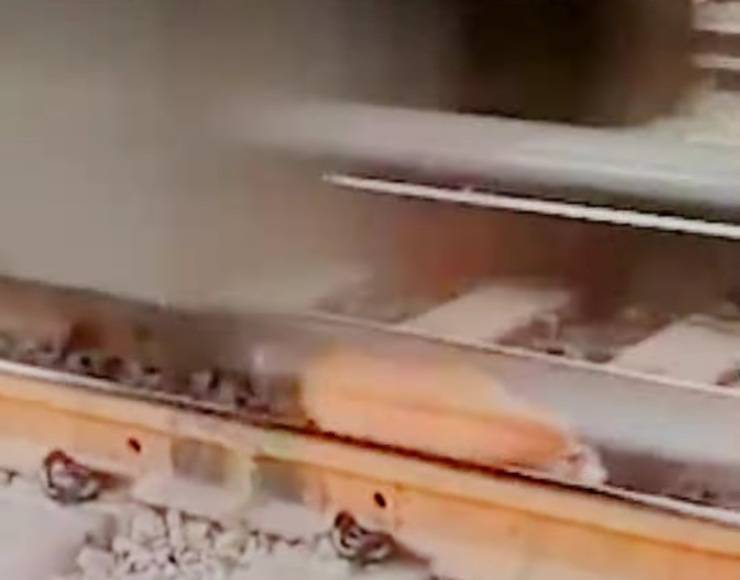 Cane sui binari e sopravvive per miracolo mentre passa il treno (Screen Video)