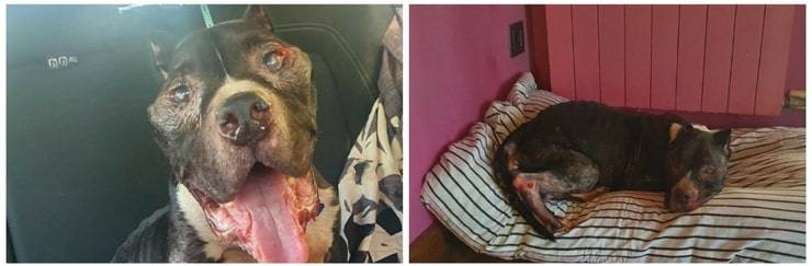 Cane abbandonato davanti al supermercato malato e in fin di vita (Foto Facebook)