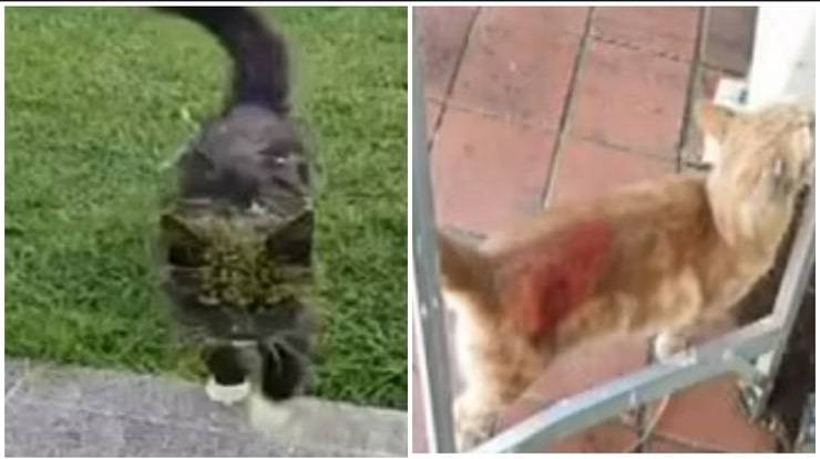 Gatti aggrediti da uno sconosciuto con la vernice spray, tossica per i felini