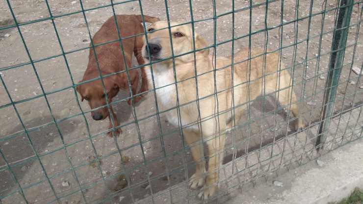 Due cani in cerca di adozione (Foto associazione)