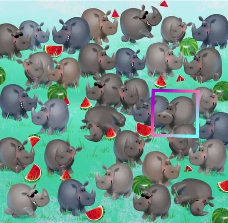 Pensi di essere un genio? Trova l'intruso nel test visivo dei rinoceronti (Foto Twitter)